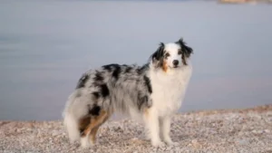 Australian Shepherd Allergies